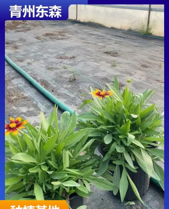 养花语录，记录美好瞬间，传递生活感悟