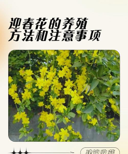 昆明斗南花卉市场价格，了解行情动态，掌握选购技巧