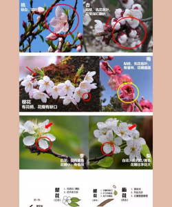 昆明斗南花卉市场价格，了解行情动态，掌握选购技巧