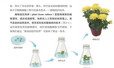 昆明斗南花卉市场价格，了解行情动态，掌握选购技巧