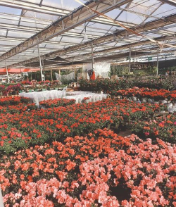 昆明斗南花卉市场价格，了解行情动态，掌握选购技巧