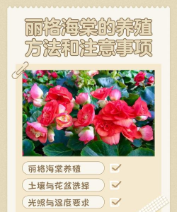 昆明斗南花卉市场价格，了解行情动态，掌握选购技巧