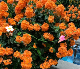 适合广东种植的花卉，气候适应是关键，选对品种才省心