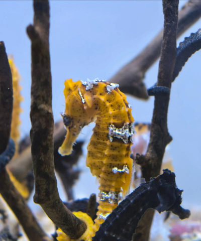 昆明斗南花卉市场价格，了解行情动态，掌握选购技巧