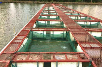 常年开花的花卉有哪些，选择适合的品种，打造四季花园