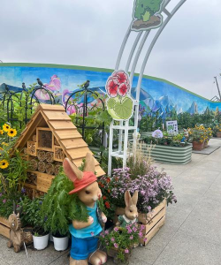 常年开花的花卉有哪些，选择适合的品种，打造四季花园