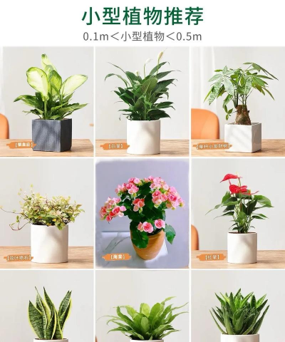 天津滨海花卉科技园，赏花好去处，亲子游玩推荐