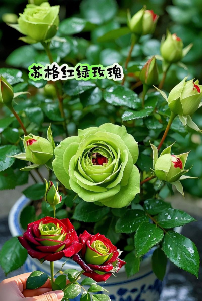 小众送妈妈的花有哪些花