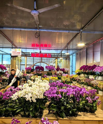 天津滨海花卉科技园，赏花好去处，亲子游玩推荐