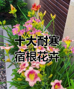 香蕉皮养花，废物利用，省钱又环保
