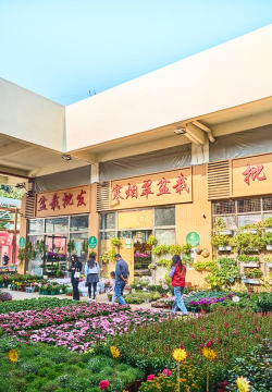 香蕉皮养花，废物利用，省钱又环保