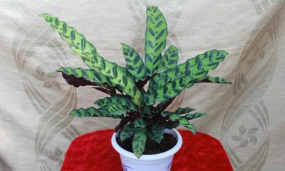 小众送妈妈的花有哪些花