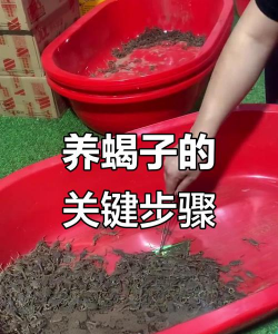 香蕉皮养花，废物利用，省钱又环保