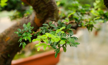 小众送妈妈的花有哪些花