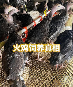 养花语录，记录美好瞬间，传递生活感悟