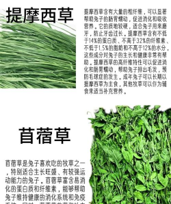 养花语录，记录美好瞬间，传递生活感悟