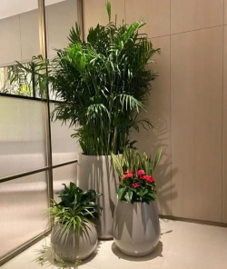 养花语录，记录美好瞬间，传递生活感悟