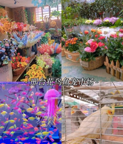 邢台桥西花卉市场，买花好去处，品种多价格优