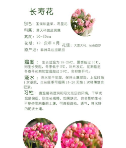 中国名贵花卉，品种鉴赏指南，养护要点解析