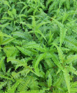 小众送妈妈的花有哪些花