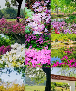 昆明斗南花卉市场价格，了解行情动态，掌握选购技巧