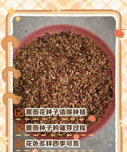 昆明斗南花卉市场价格，了解行情动态，掌握选购技巧