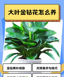 昆明斗南花卉市场价格，了解行情动态，掌握选购技巧