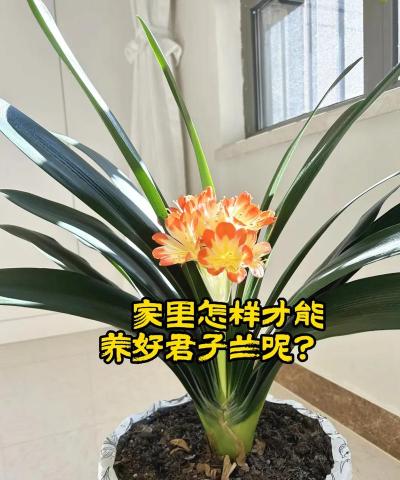 昆明斗南花卉市场价格，了解行情动态，掌握选购技巧