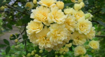 小众送妈妈的花有哪些花