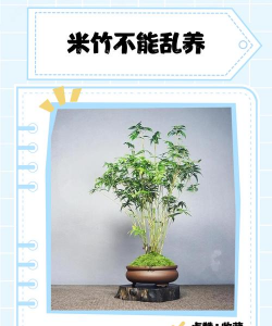 养花语录，记录美好瞬间，传递生活感悟