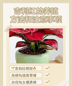 养花语录，记录美好瞬间，传递生活感悟