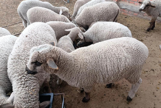 小众送妈妈的花有哪些花