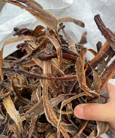 地龙养殖，掌握关键技巧，实现高效产出