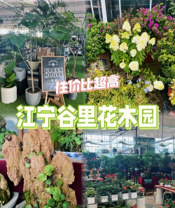 南京谷里花卉市场，品种丰富多样，价格实惠亲民