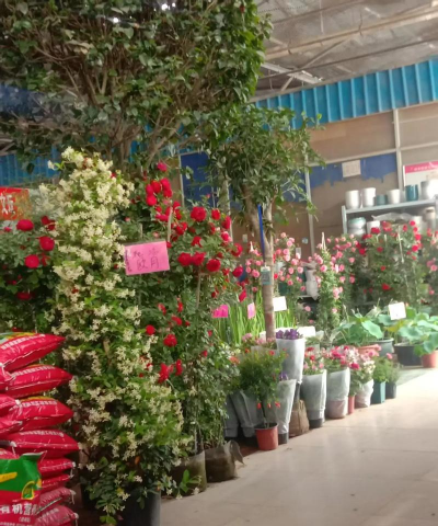 济宁杨桥花卉市场，品种丰富多样，选购指南分享