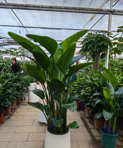 昆明斗南花卉市场价格，了解行情动态，掌握选购技巧