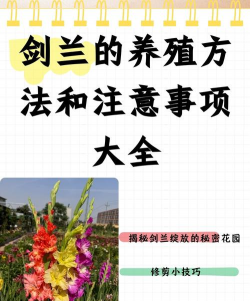 昆明斗南花卉市场价格，了解行情动态，掌握选购技巧