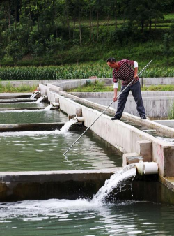 昆明斗南花卉市场价格，了解行情动态，掌握选购技巧