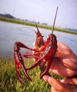 昆明斗南花卉市场价格，了解行情动态，掌握选购技巧