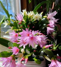 昆明斗南花卉市场价格，了解行情动态，掌握选购技巧