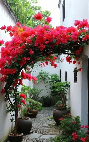 养花寄语，传递美好情感，点缀生活空间