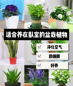 养花寄语，传递美好情感，点缀生活空间