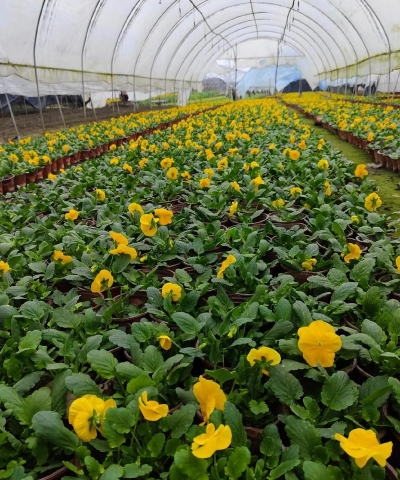 全国花卉种植基地，品种丰富多样，价格实惠透明