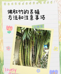 佛肚竹的养殖方法和注意事项，轻松上手，避免常见误区