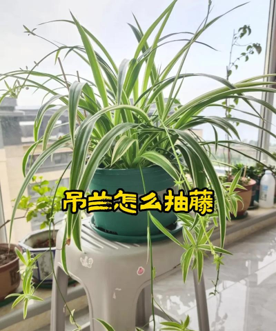 养花寄语，传递美好情感，点缀生活空间