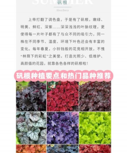 养花寄语，传递美好情感，点缀生活空间