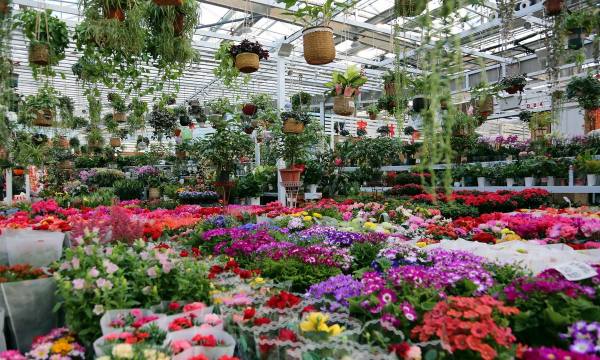 养花工具大全，新手必备清单，轻松打理花草