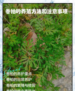 养花工具大全，新手必备清单，轻松打理花草