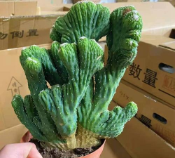 养花工具大全，新手必备清单，轻松打理花草