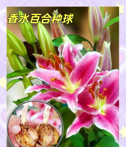 养花工具大全，新手必备清单，轻松打理花草